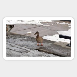 Female Mallard Duck In The Winter Sticker